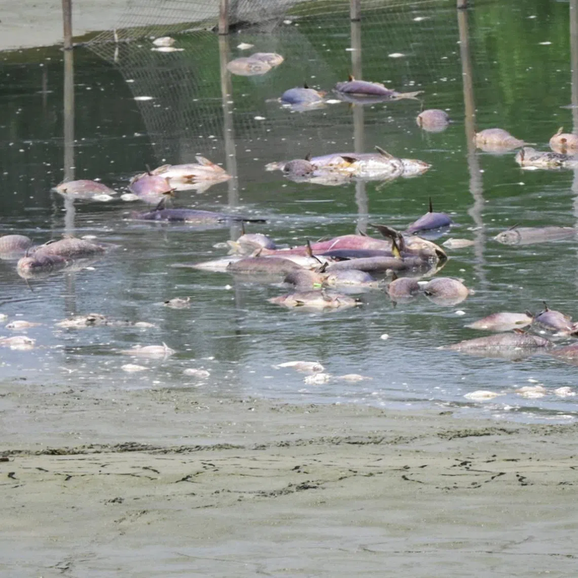 Dead fishes are seen in a fishing pond at the now defunct ORTO at Yishun on Feb 5, 2024.