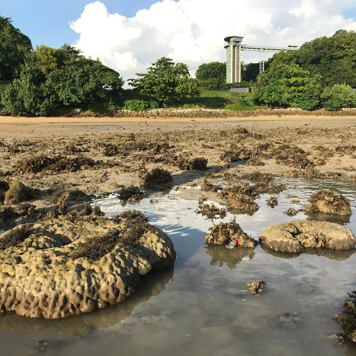 During fieldwork in July 2020, a living microatoll (foreground) near Siloso Point at Sentosa was found to be partially dead due to prolonged exposure to the air in extreme low tides. The table-like coral's top half became uniformly paler. 