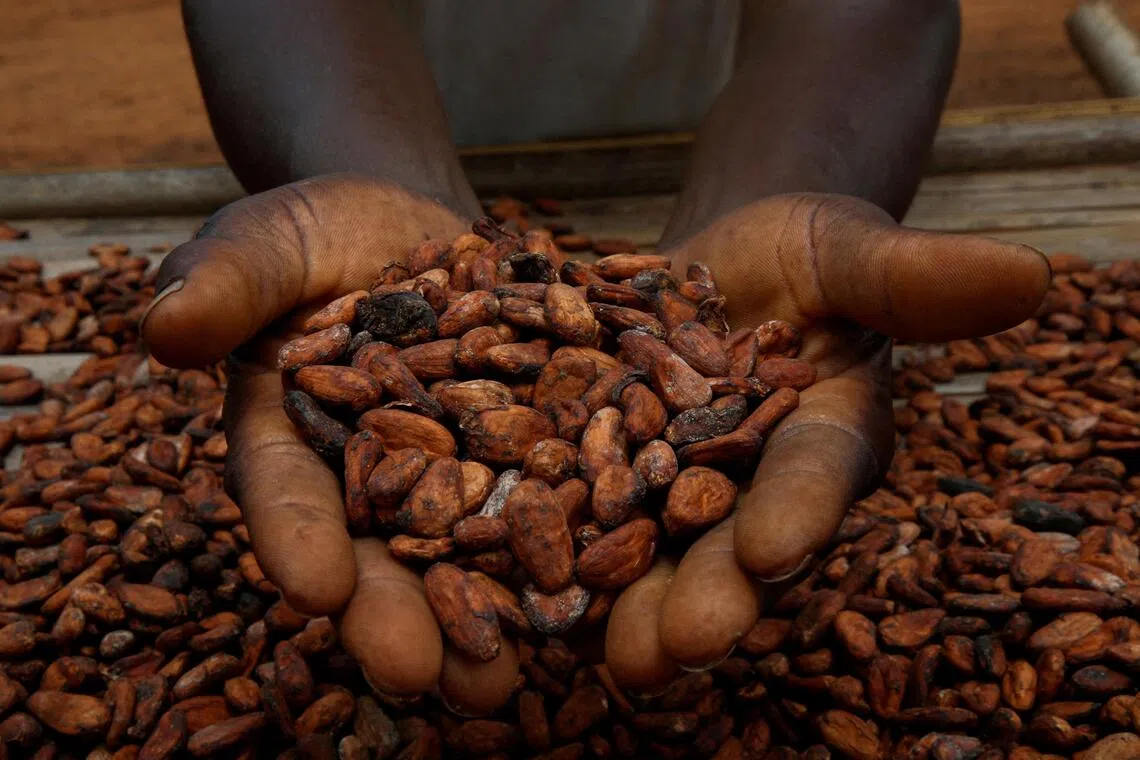FILE PHOTO: A farmers holds cocoa beans while he is drying them at a village in Sinfra, Ivory Coast April 29, 2023. REUTERS/Luc Gnago/File Photo