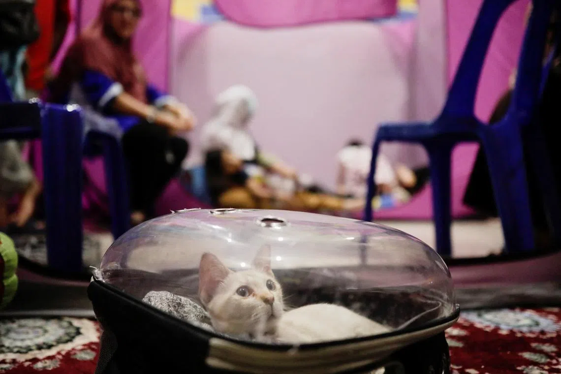 A cat is kept inside a carrier at a flood evacuation centre in Kota Tinggi, Johor, Malaysia, March 5, 2023. 