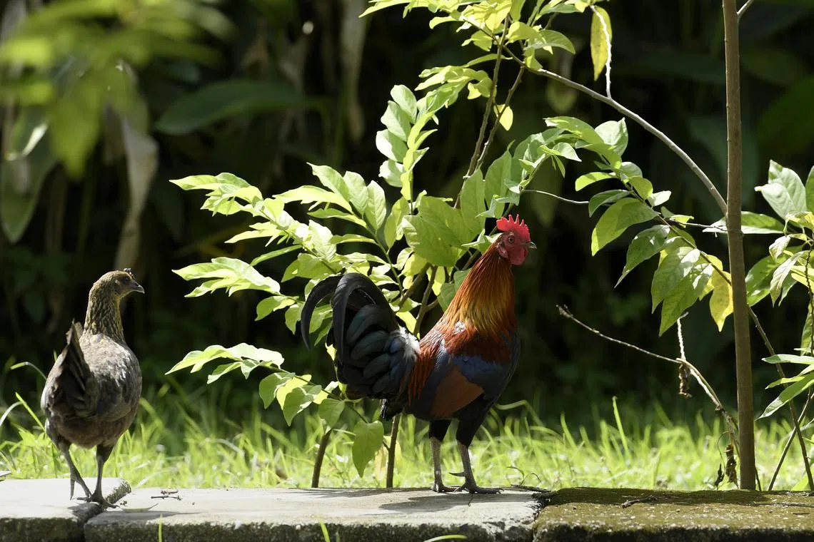 Tests confirmed the nine-year-old boy died from the highly pathogenic H5N1 strain of the bird flu virus, Cambodian officials say.