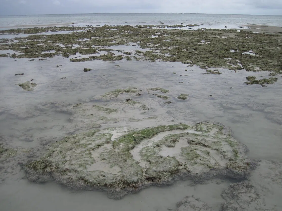 A fossil coral from Pulau Natuna, Indonesia, that grew about 1,800 years ago. The researchers’ method enables the use of such fossil corals to reconstruct past sea levels.
