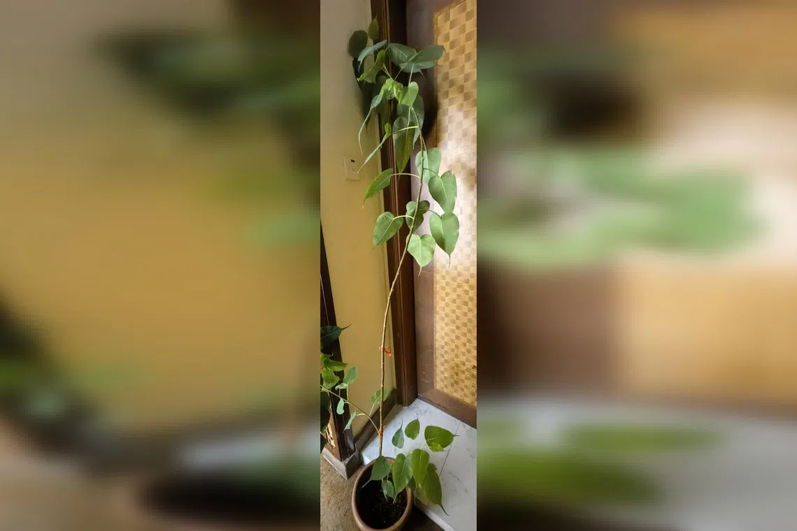 The Bodhi Fig thrives in a sunny location with well-draining soil.