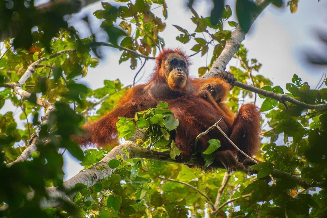 Deadly Indonesia floods wiped out at least 7% of rare orang utan population, report says