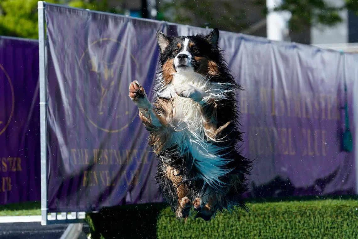 A dog participates in Dock Diving during the Annual Westminster Kennel Club Dog Show at USTA Billie Jean King National Tennis Center in New York City on May 6, 2023. 