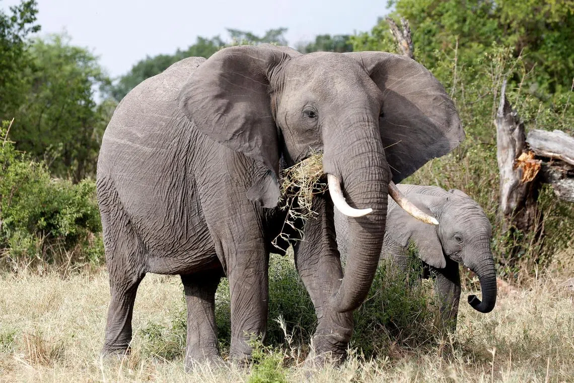 FILE PHOTO: FILE PHOTO: Elephants graze at the Singita Grumeti Game Reserve, Tanzania, October 7, 2018. Picture taken October 7, 2018. REUTERS/Baz Ratner/File Photo