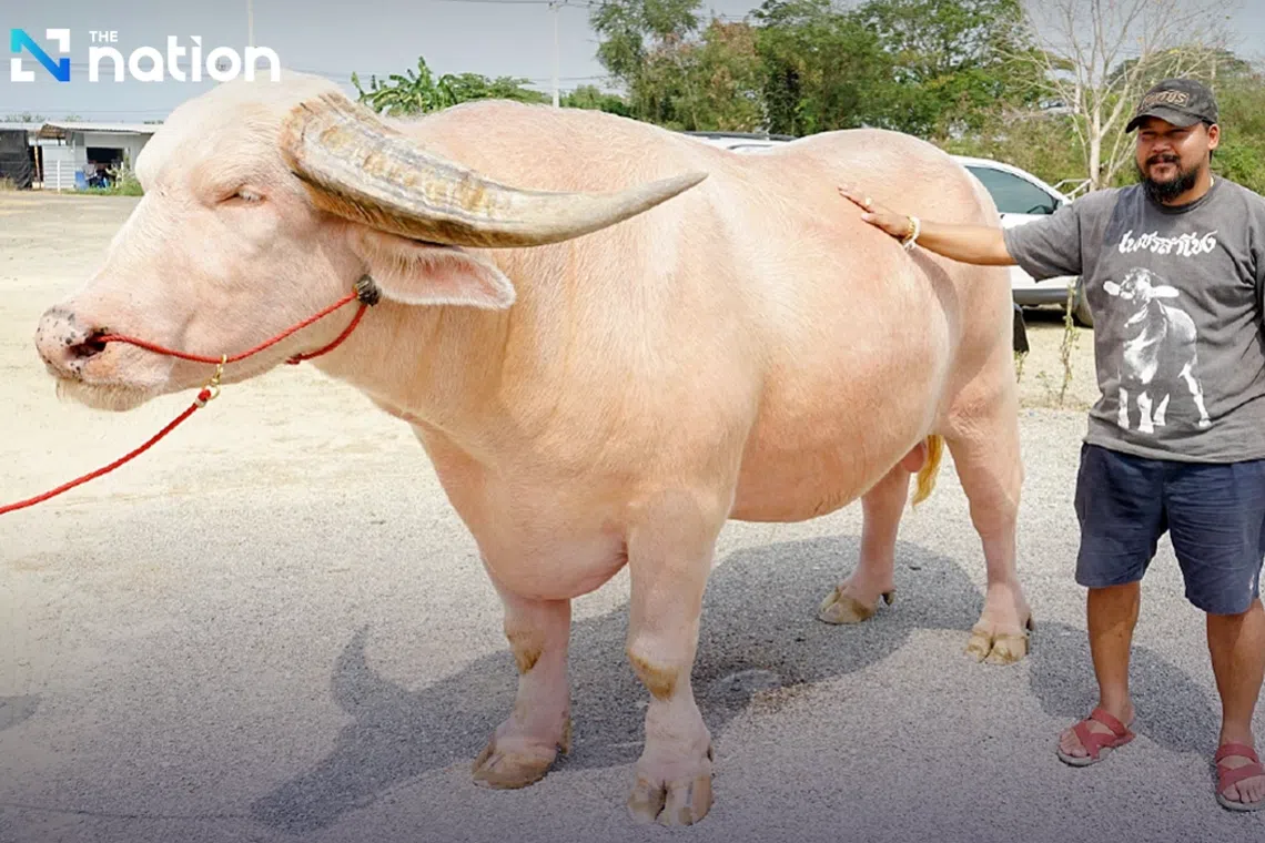 The buffalo, named Ko Muang Phet, has held the title of Thailand’s top giant breeding buffalo for several years. 