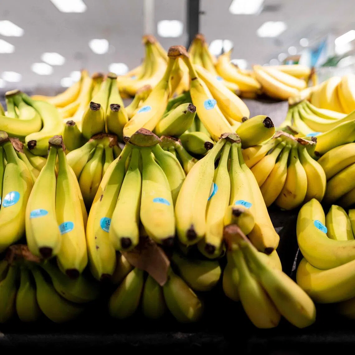 Japan ships bananas in while they are still green, then ripen them in rooms filled with ethylene before bunches reach store shelves.