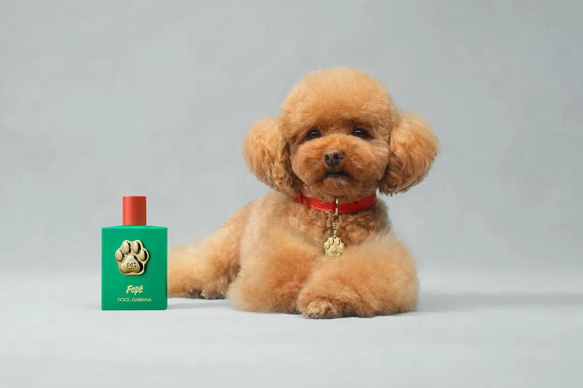 The €99 (S$144) perfume is described as an “olfactory masterpiece” with notes of ylang ylang, musk and sandalwood.