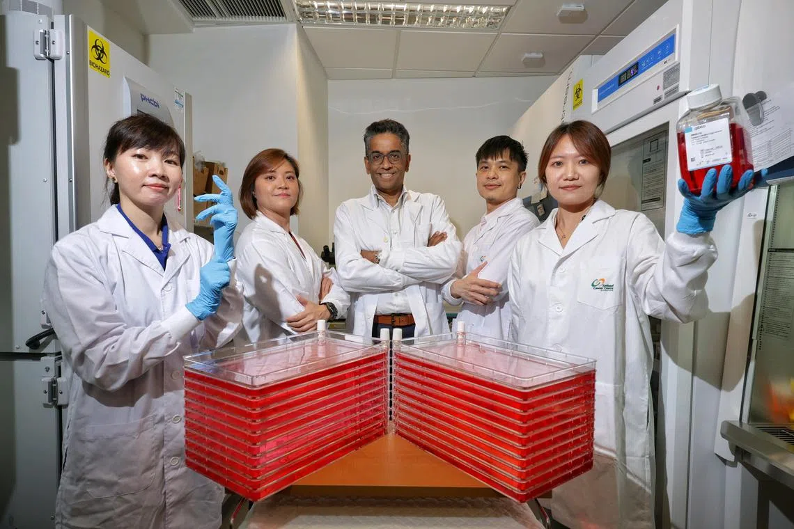 The study team of (from left) Ms Chong Fui Teen, Research Officer, Division of Medical Sciences, National Cancer Centre Singapore (NCCS); Ms Leong Hui Sun, Research Officer, Division of Medical Sciences, NCCS; Prof Gopal lyer, Head of the Department of Head and Neck Surgery, Division of Surgery and Surgical Oncology, SGH and NCCS, and Head, Division of Medical Sciences, NCCS; Dr Darren Toh, Senior Research Fellow, Division of Medical Sciences, NCCS; and Ms Ren Mengjie, Research Officer, Division of Medical Sciences, NCCS; with the exosomes that are ready for transfer to resistant cancer cells, in the lab at NCCS on Aug 23, 2024. ST PHOTO: KEVIN LIM skcancer