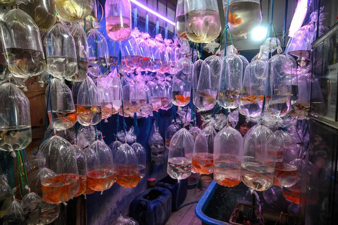 A vendor waits for customers behind fish for sale at a market in Surabaya, Indonesia on Jan 2, 2025. 