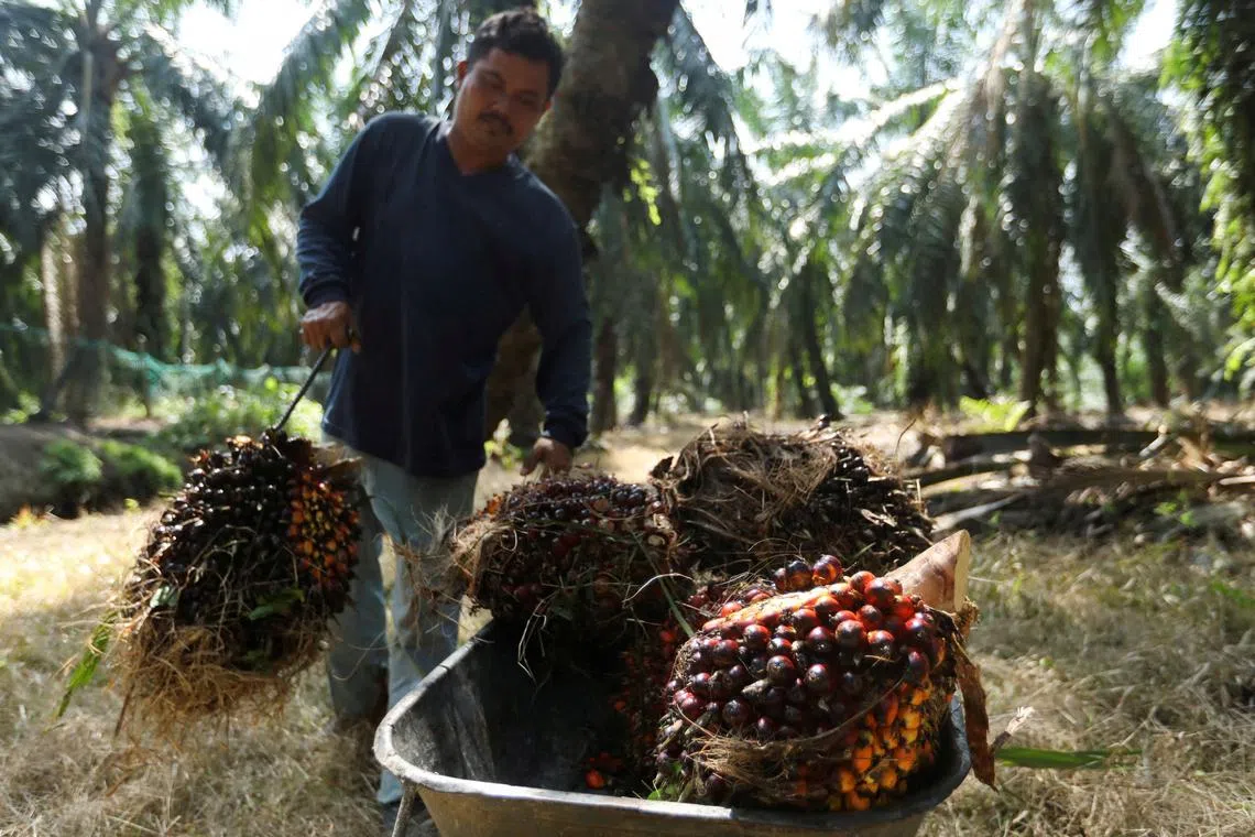 As oil palms approach their commercial lifespan of a quarter-century, they provide less of the versatile edible oil.