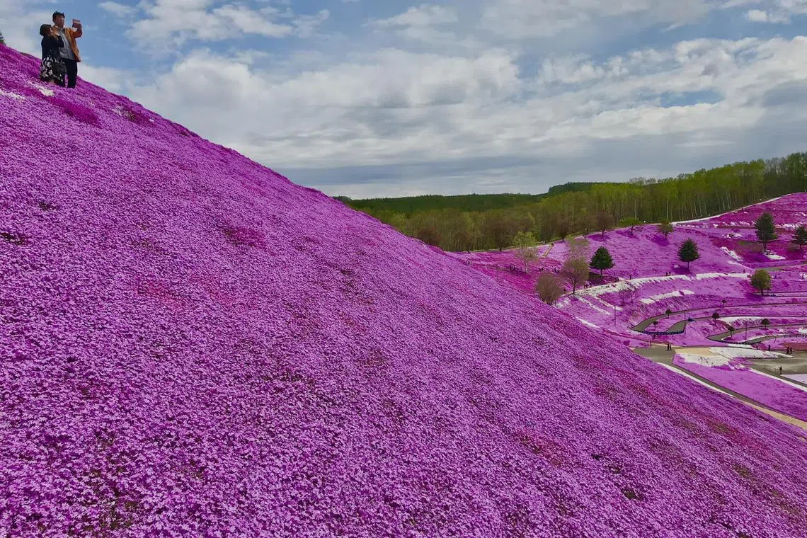 jthokkaido1 - A BarbieLand of pink moss. 




Photo Credit: John Tan