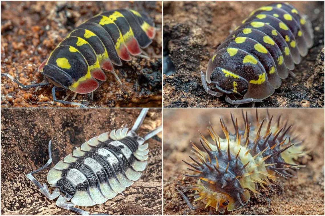Isopods come in a large variety of shapes and colours.