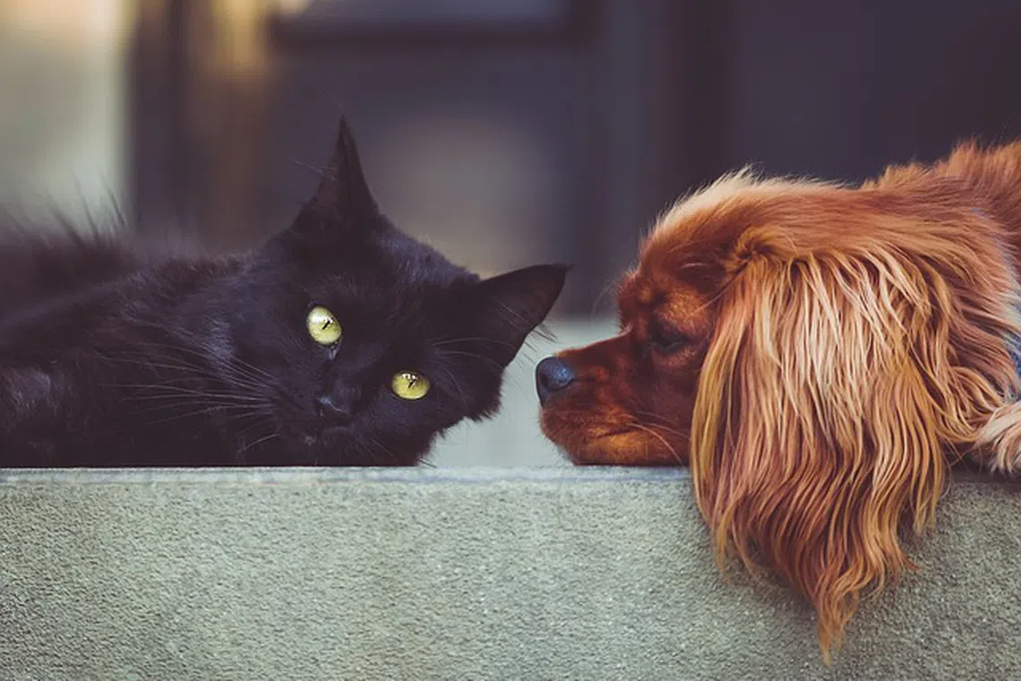 A spokesman said prosecution would be pursued if testing results indicate the meat came from cats or dogs. 