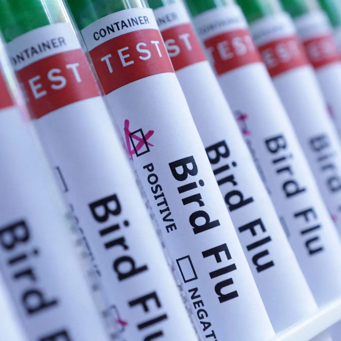 The H5 strain has caused severe disease and high death rates in poultry, wild birds and affected mammals across the globe.