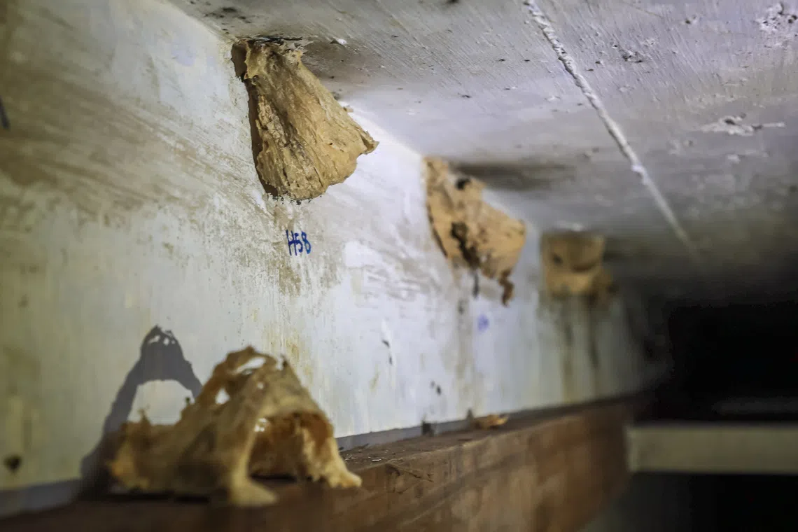 Unlike farms that lure swiftlets for their nests, the British bunker’s colonisation began entirely by the birds’ design.