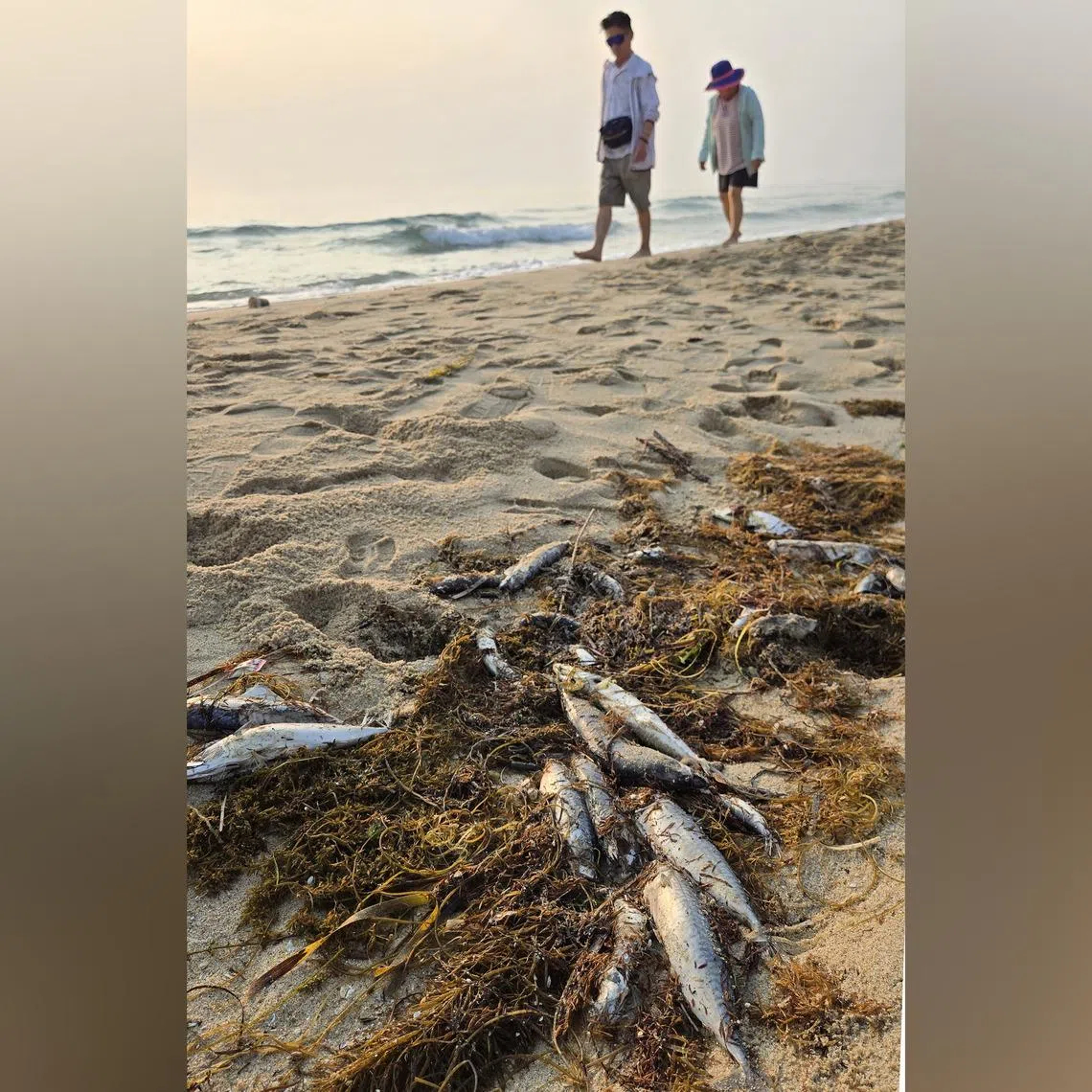 Mackerel carcasses on a beach in Gangneung, South Korea, on June 18.