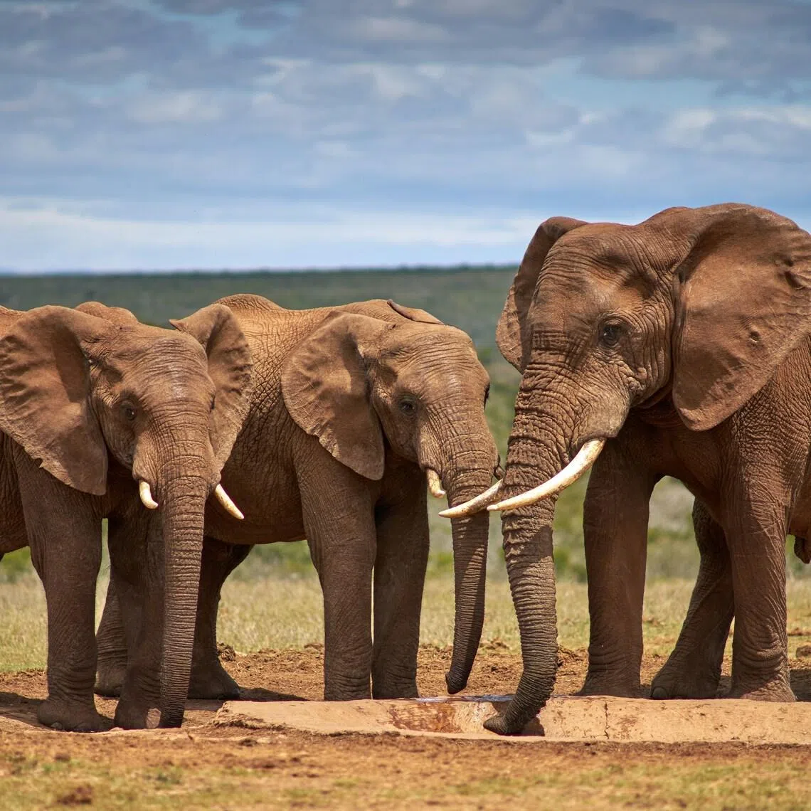 New research details how the whiskers that cover an elephant’s trunk have unique properties that lend the largest land mammals remarkable dexterity.