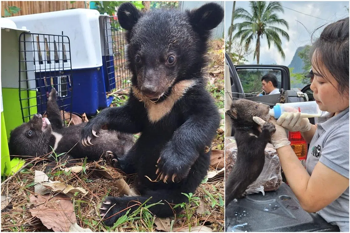 Across Asia, thousands of the animals are kept as pets or farmed to extract their bile for use in costly traditional medicine.