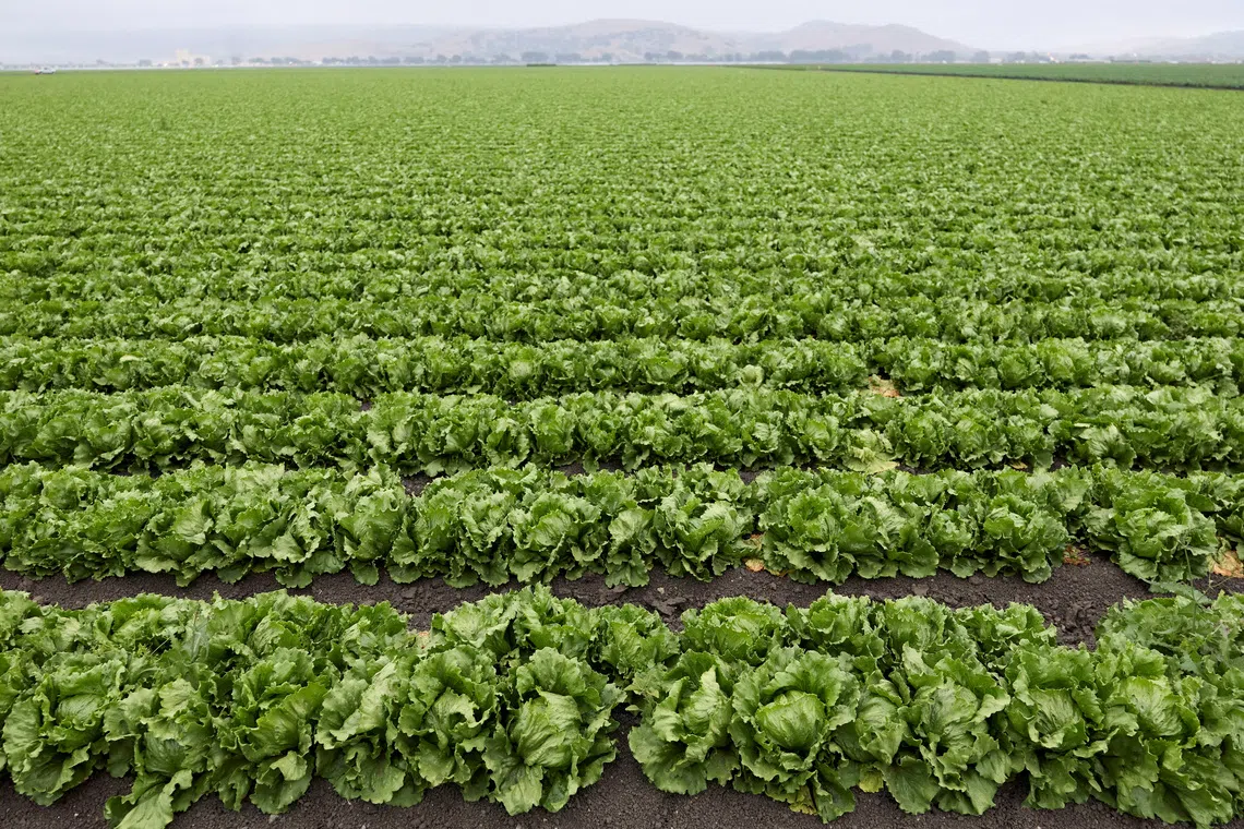 FILE PHOTO: Lettuce grows on a farm near Salinas, California, U.S., August 11, 2026. REUTERS/Fred Greaves/File Photo