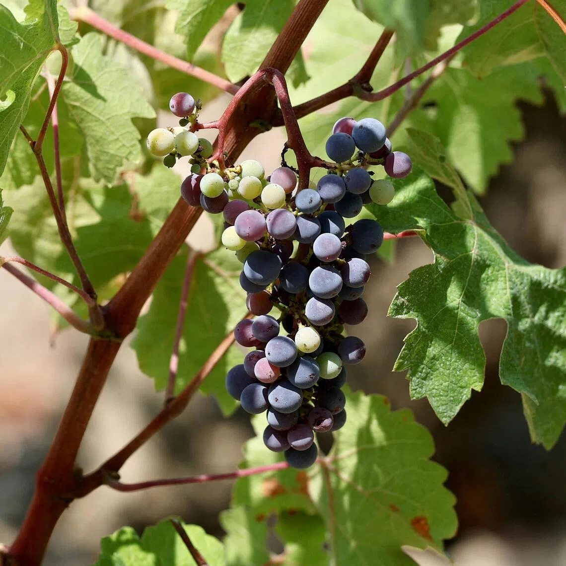 This latest decline is down not just to hot weather, but also a reduction in cultivated areas.