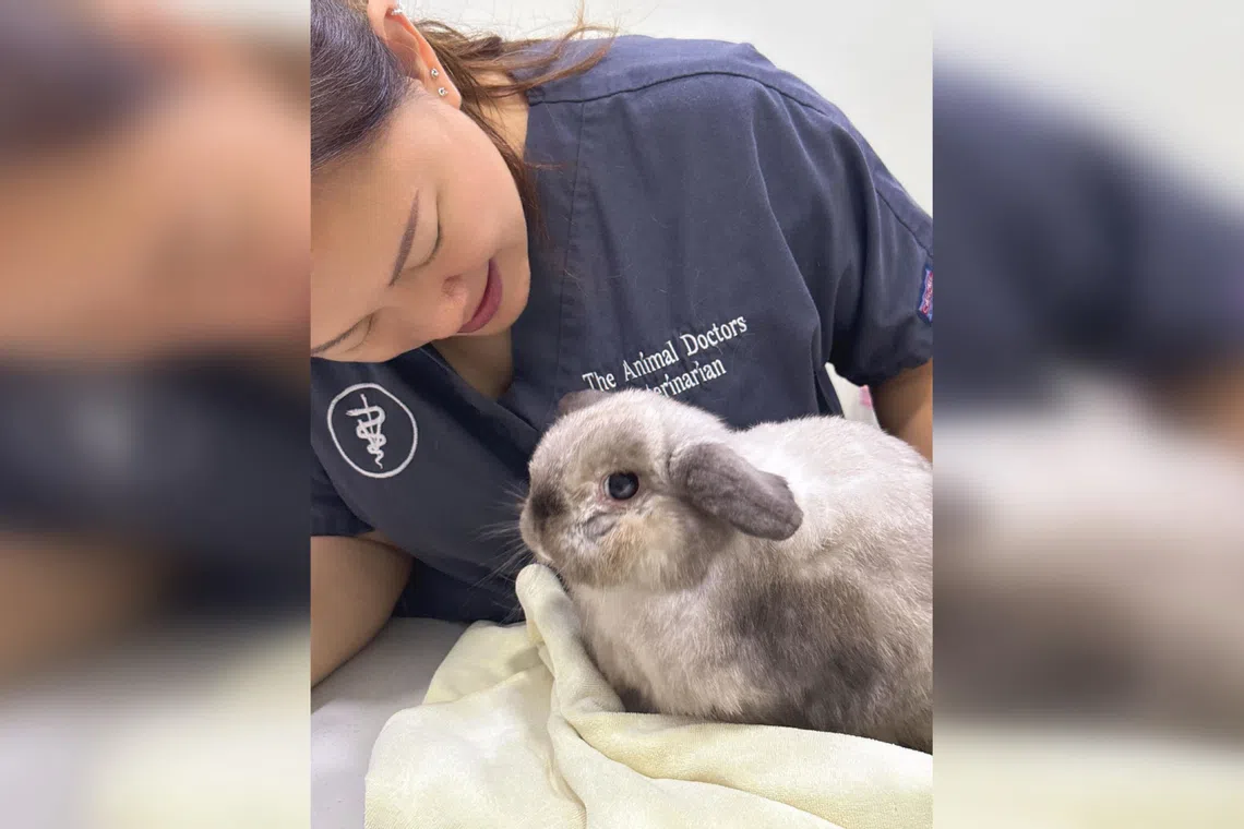 Dr Cathy Chan with a rabbit patient.