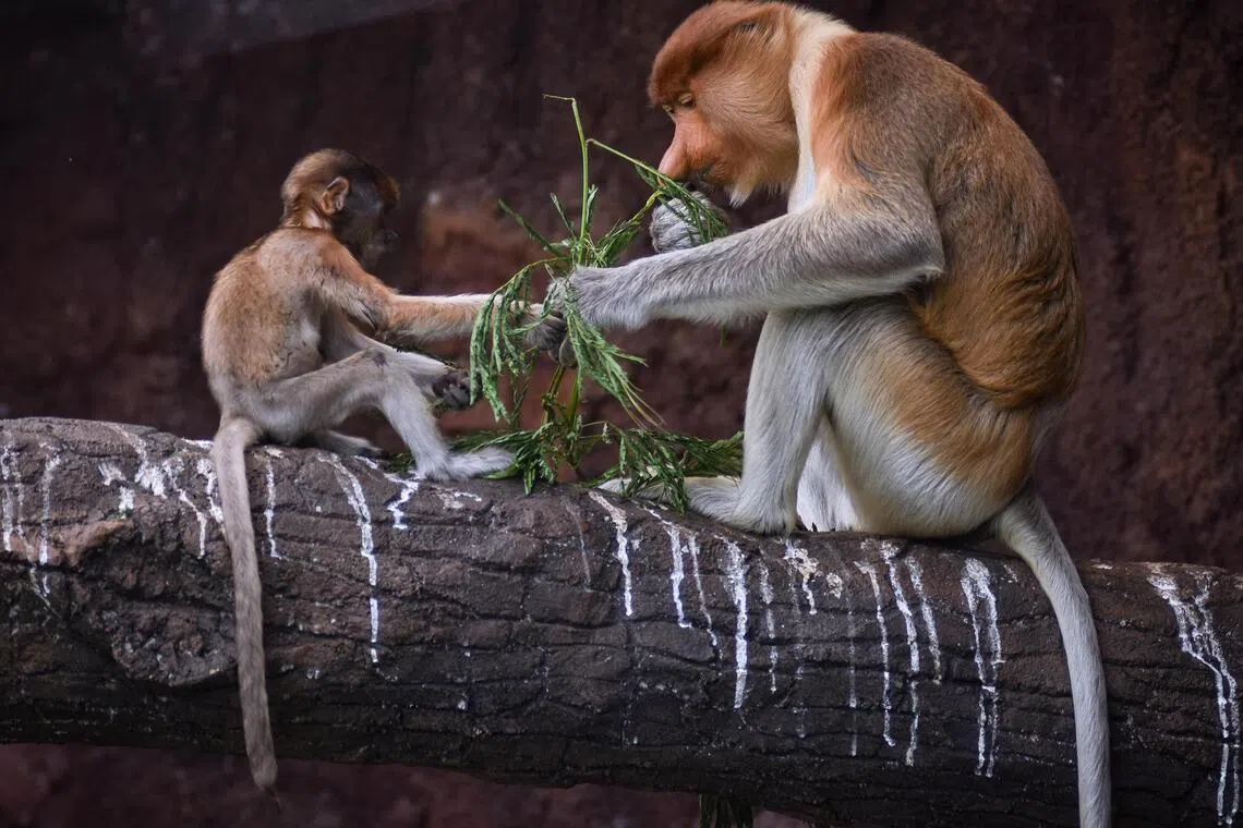 12 endangered proboscis monkeys killed as wildfires ravage Kalimantan