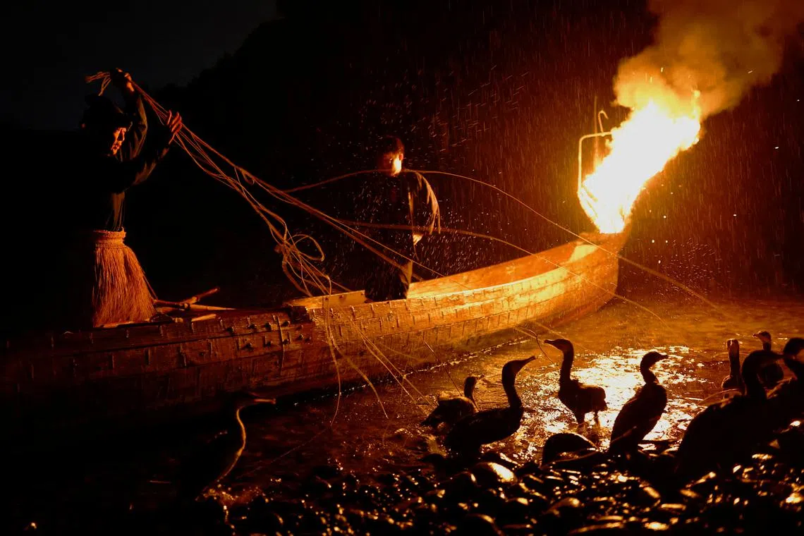 Cormorant fishing master, known as usho, Youichiro Adachi (left), 48, holding the leashes tied to the necks and bodies of cormorants as he prepares for cormorant fishing or ukai, on the Nagara River in Oze, Seki, Japan, Sept 8, 2023. 
This 1,300-year-old fishing technique consists of swinging a basket of flames over the river to wake the ayu river fish, who dart away from their resting spots and give the birds a chance to catch them and then release them into a bucket with the usho's help.   