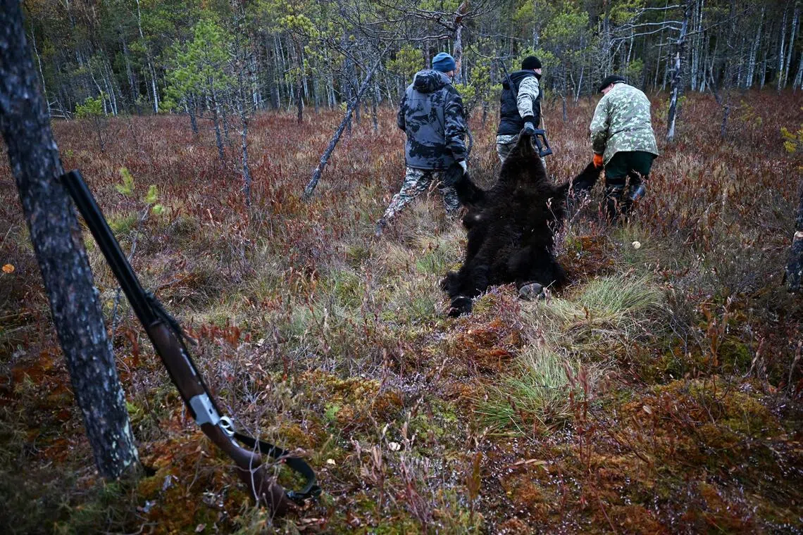 At least 26 people have been killed in bear attacks across Russia since spring.