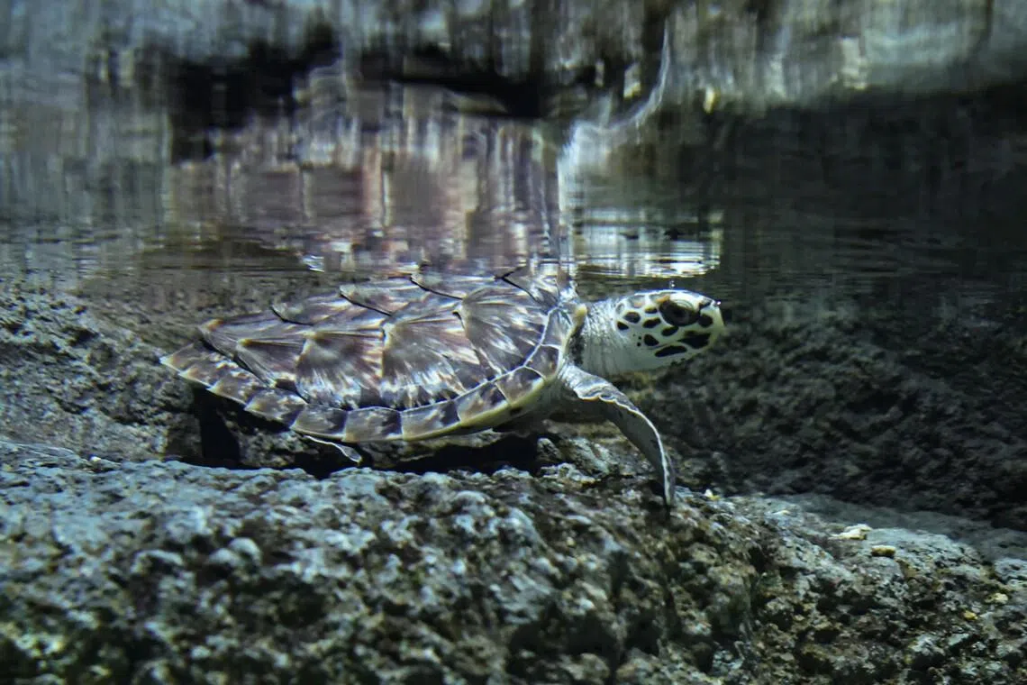 Hawksbill turtles swimming in their enclosure at the Singapore Oceanarium on May 11.