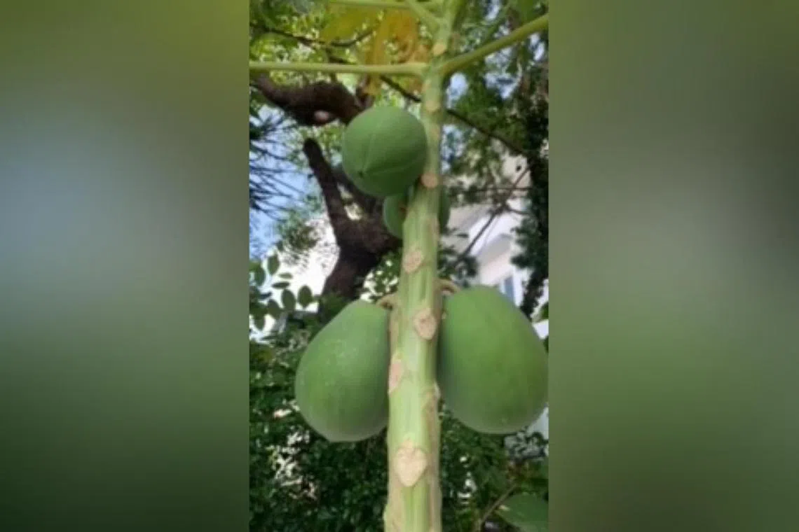When a papaya fruit is picked before reaching physiological maturity, it may not ripen properly.