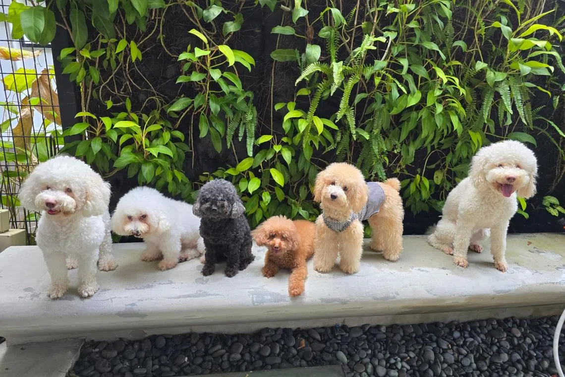 Actress-host Vivan Lai's six dogs will wait on a bench after their walks to get their paws cleaned before entering the house.