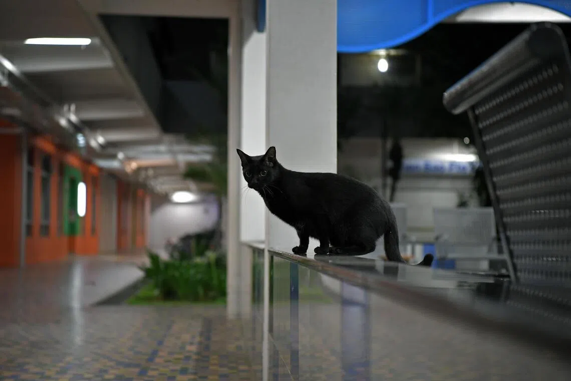 The cases involved both pet animals and community cats.