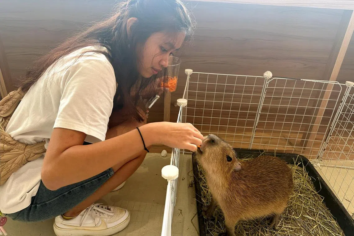 ayyanimals - Then-TLDR team member Romaine Chan feeding one of the capybaras at the shared petting space of Capyba Cafe and As Clouds Cafe.

Credit: Serene Luo