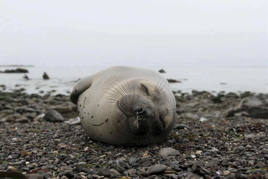 During Pacific Ocean foraging journeys that can last seven months, the northern elephant seal sleep just two hours a day.