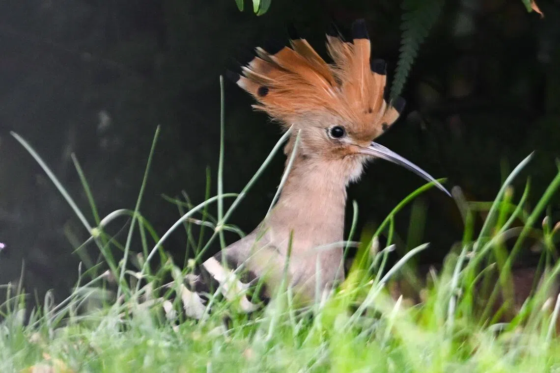 The Eurasian hoopoe (Upupa epops)