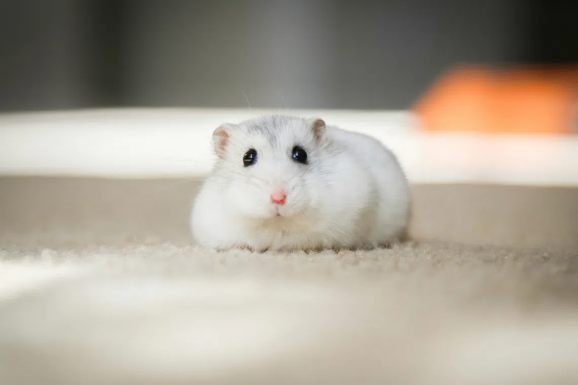 Japan arrests high school employee twice for hamster massacres