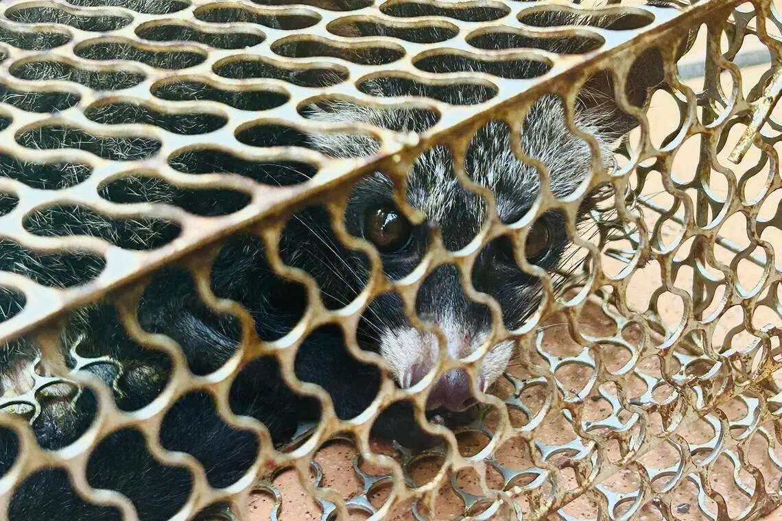 Civet, explained