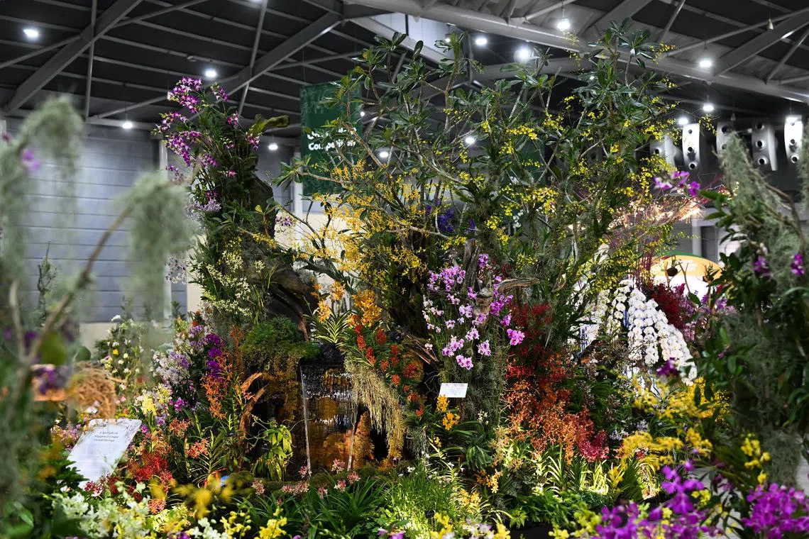 Winner of the 25 square meter plot orchid landscape at the 14th edition of APOC on August 15, 2023. 

**embargo till 16 August***

(ST PHOTO: AZMI ATHNI)