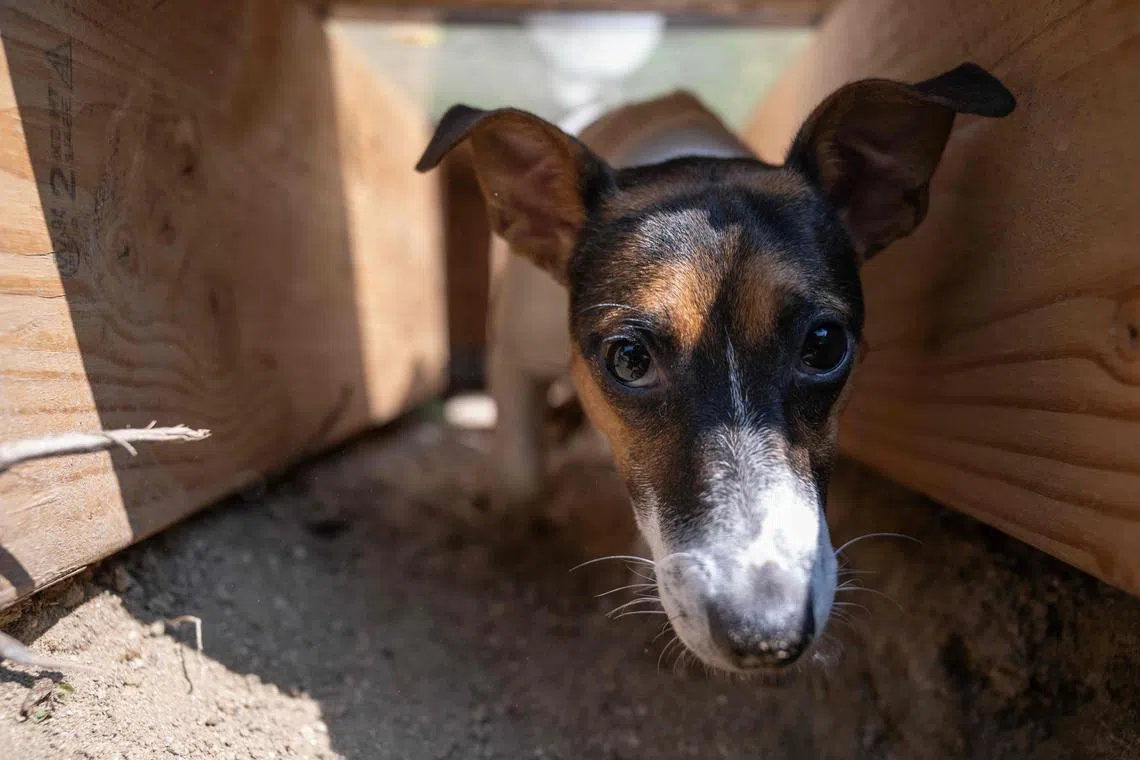 Sheisty Zen King, a Jack Russell terrier, running through a tunnel as he trains to hunt rats, at the Academy Dog Training in Silver Spring, Maryland, on May 18, 2023.