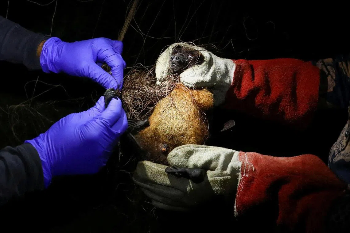 Field lab assistants catch a bat in their net as they collect specimens for their Nipah virus research in the Shuvarampur area of Faridpur, Bangladesh.