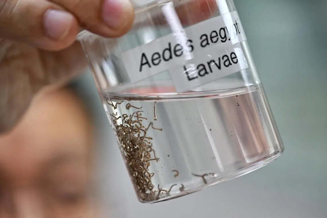 A sample of the Aedes aegypti larvae at NEA’s mosquito production facility in Ang Mo Kio on Sep 1.