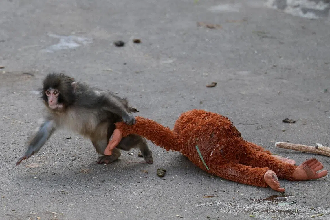 Rights group slams treatment of Punch, the viral Japanese monkey