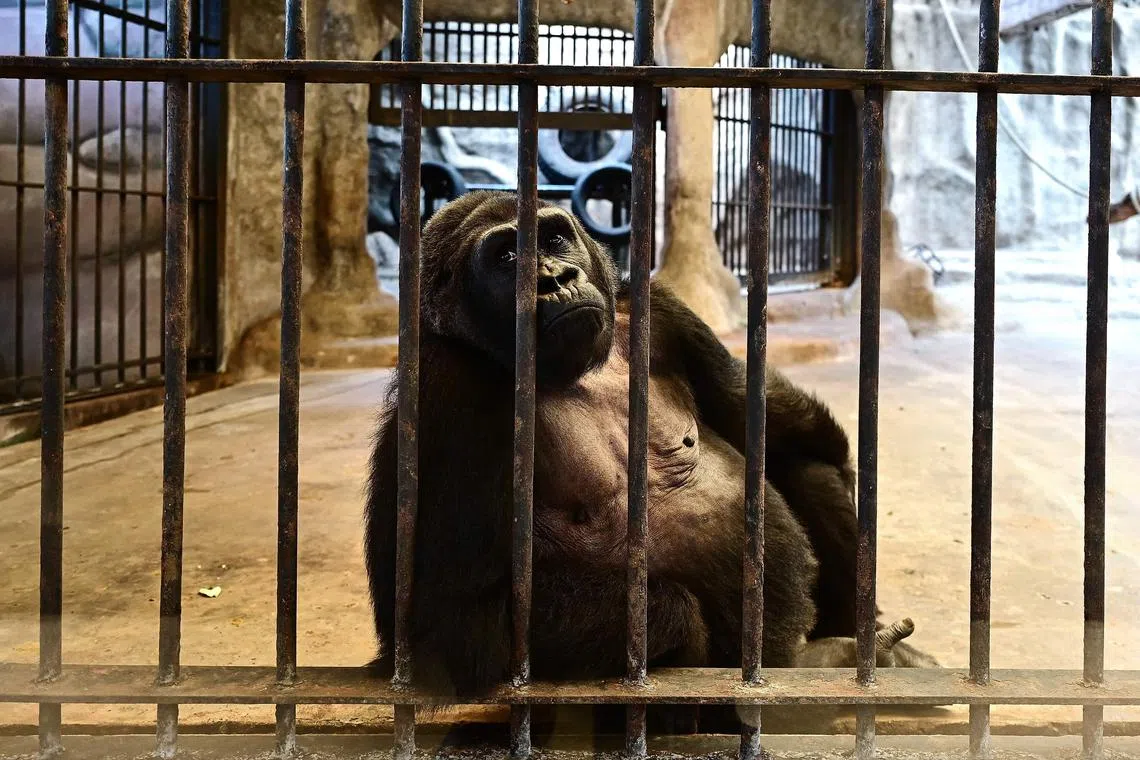 Bua Noi the gorilla has lived in a cage in Pata Zoo, located in a mall in Bangkok, for the past 30 years.