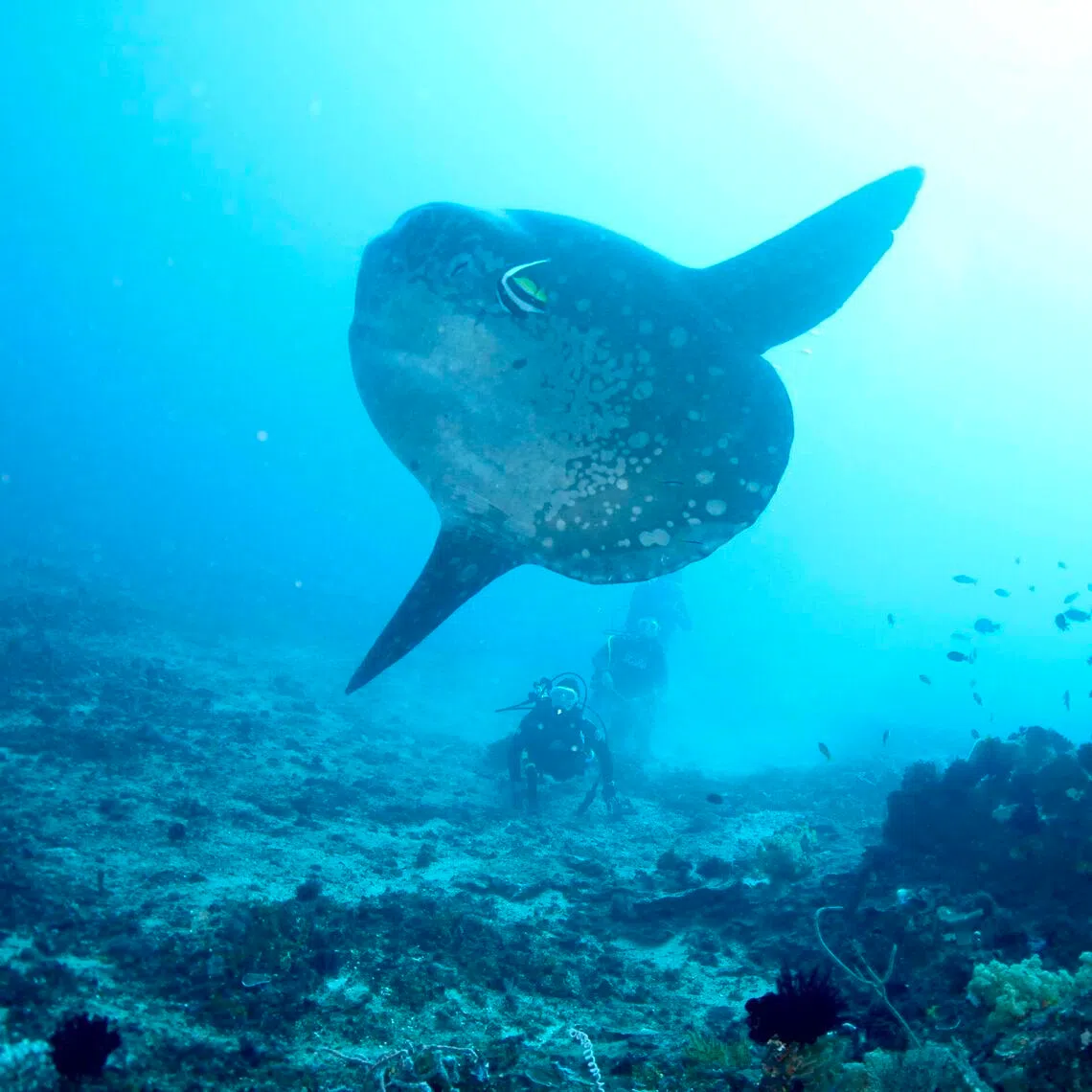 The writer observes a mola mola in waters off Bali, Indonesia.