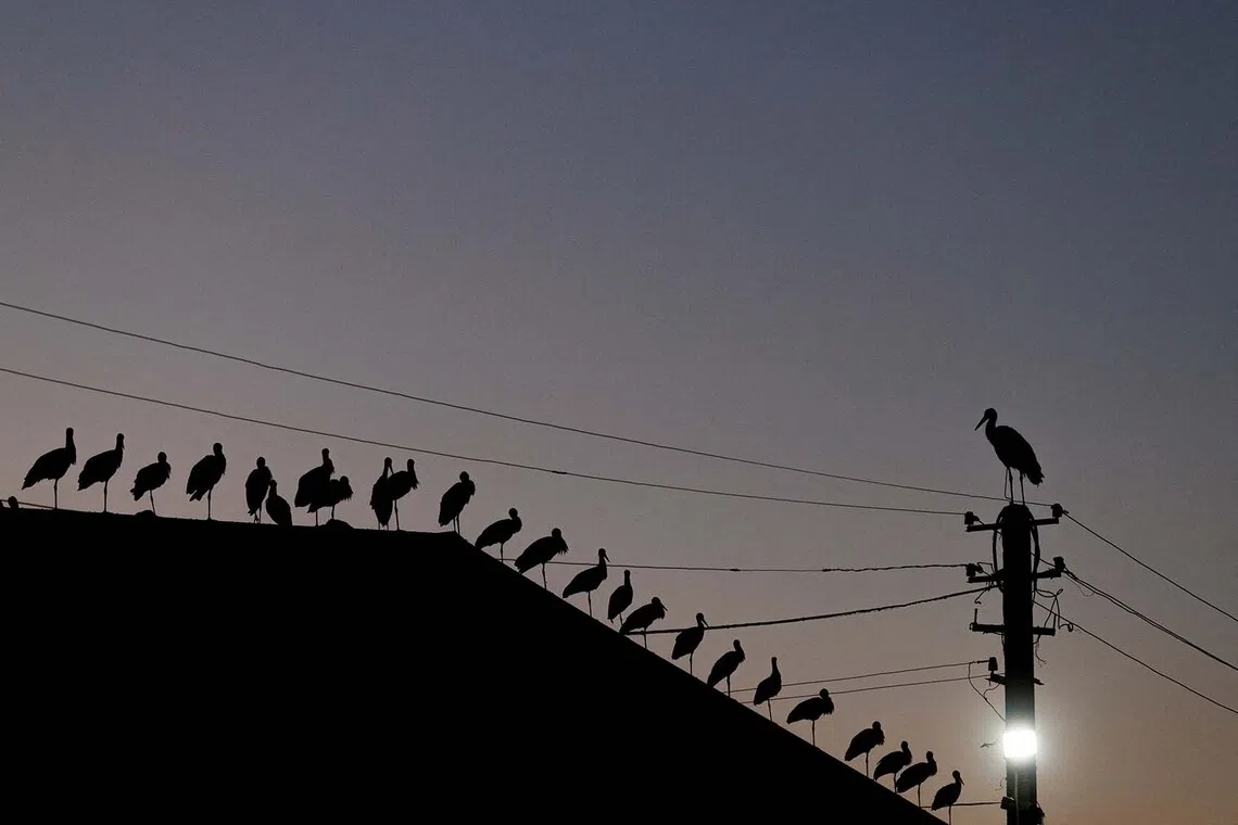 Storks sit on a roof of a warehouse during sunset as they gather in a group before heading to southern regions for winter, near the village of Pidhirtsi, outside of Kyiv, Ukraine, August 15, 2026. REUTERS/Valentyn Ogirenko TPX IMAGES OF THE DAY