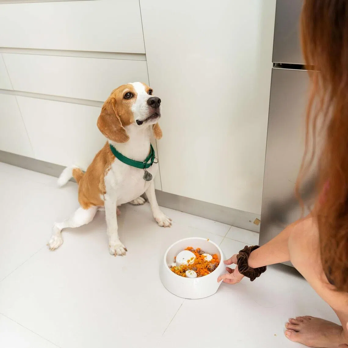 A pet’s daily meal serves as both sustenance and medicine, making the owner’s choice critical to the animal’s long-term health.