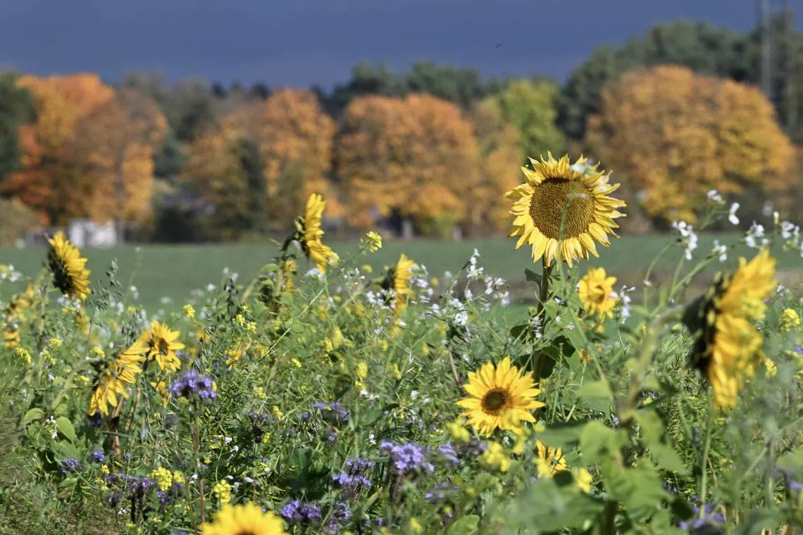 Under the Gender Self-Determination Act, anyone in Germany will be able to change their name or legal gender by making a simple application to their local registry office. 