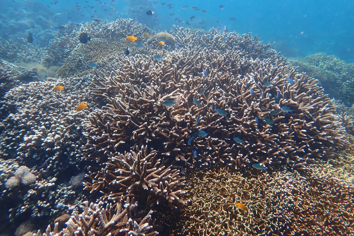 76% of coral reefs in Indo-Pacific at risk of drowning from rising seas in coming decades: NTU study